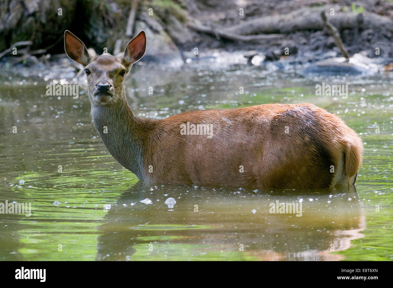 Rothirsch (Cervus Elaphus), Hirschkuh, die Abkühlung im Wasser, Gefangenschaft, Bayern, Deutschland Stockfoto