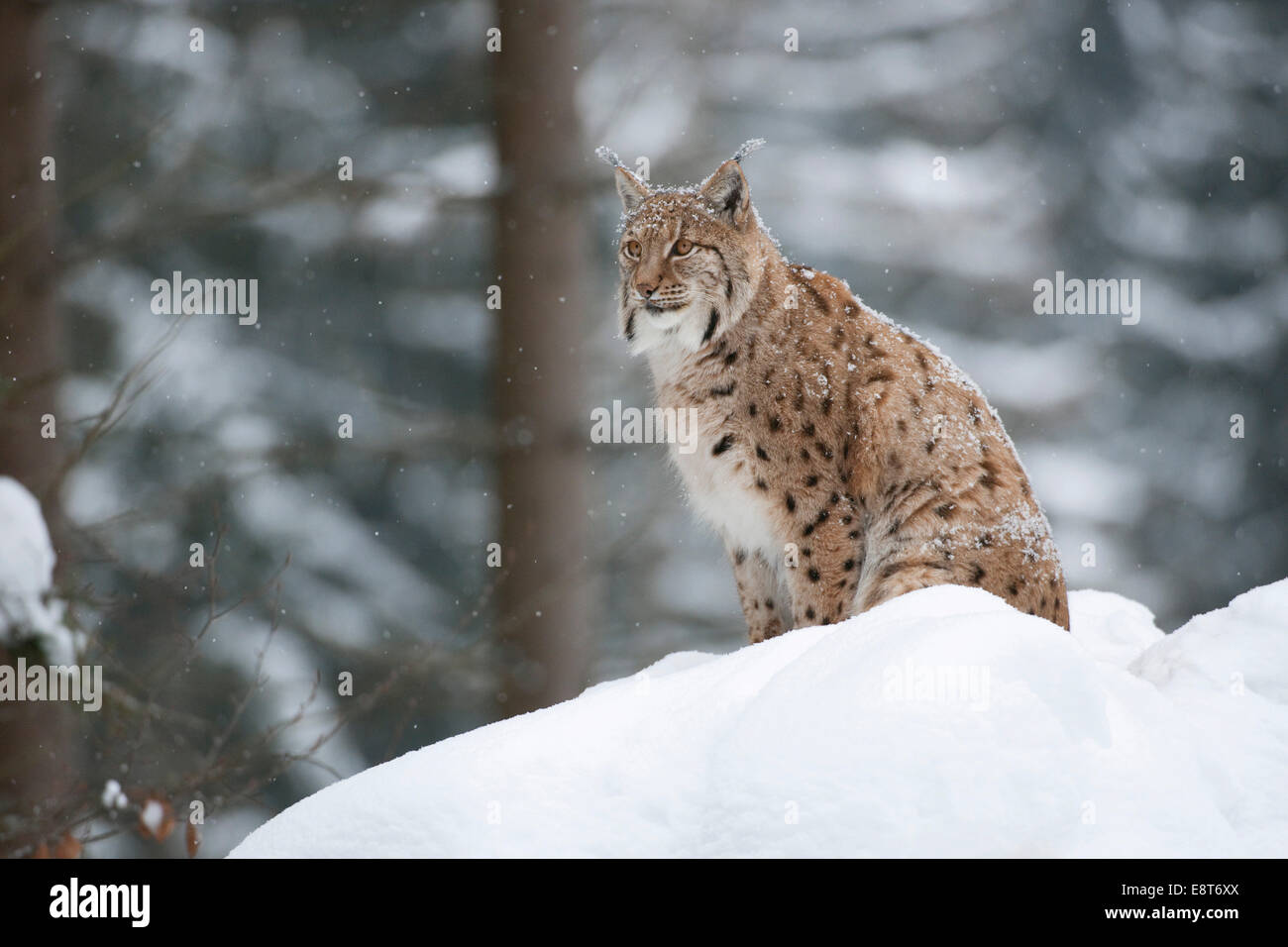 Eurasischer Luchs (Lynx Lynx) sitzen im Schnee, Tiergehege, Nationalpark Bayerischer Wald, Bayern, Deutschland Stockfoto