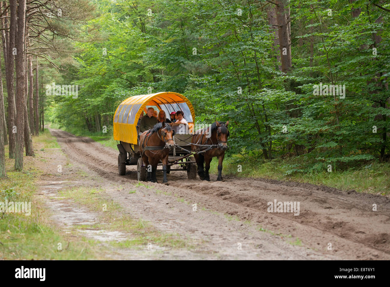 Pferdekutsche mit Passagieren in einem Wald, Darß, Bodden Landschaft des Nationalparks Vorpommern Stockfoto