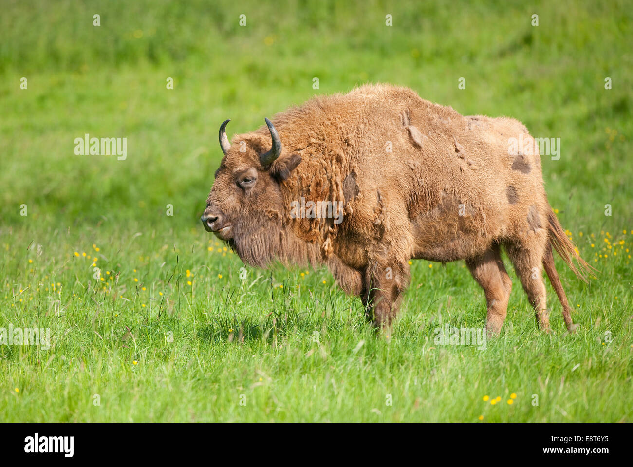 Europäische Bison (Bison Bonasus) stehen auf einer Wiese, Gefangenschaft, North Rhine-Westphalia, Deutschland Stockfoto
