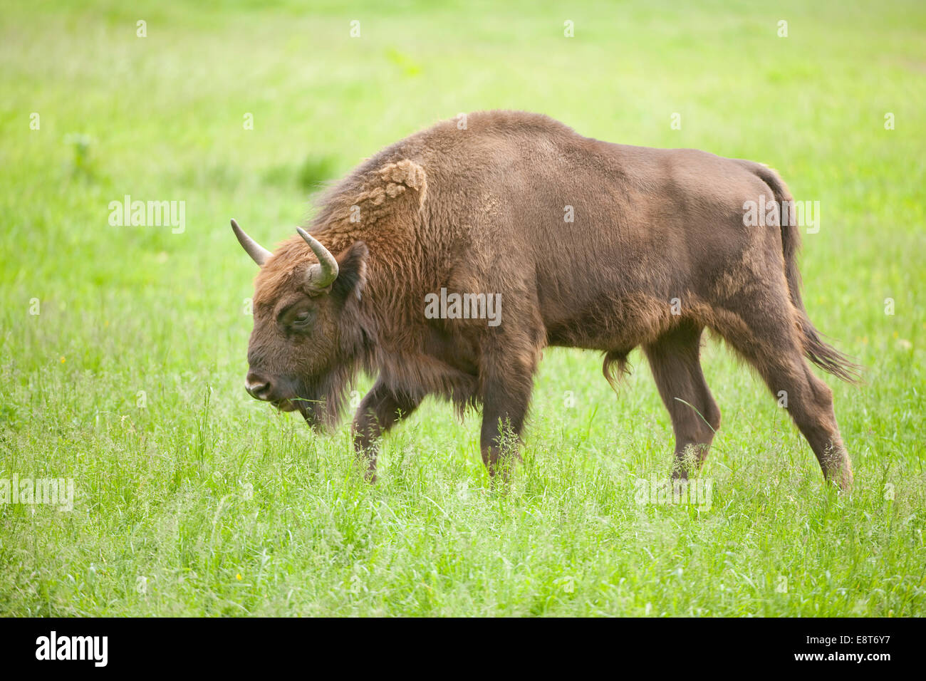 Europäische Bison (Bison Bonasus) auf einer Wiese, in Gefangenschaft, North Rhine-Westphalia, Deutschland Stockfoto