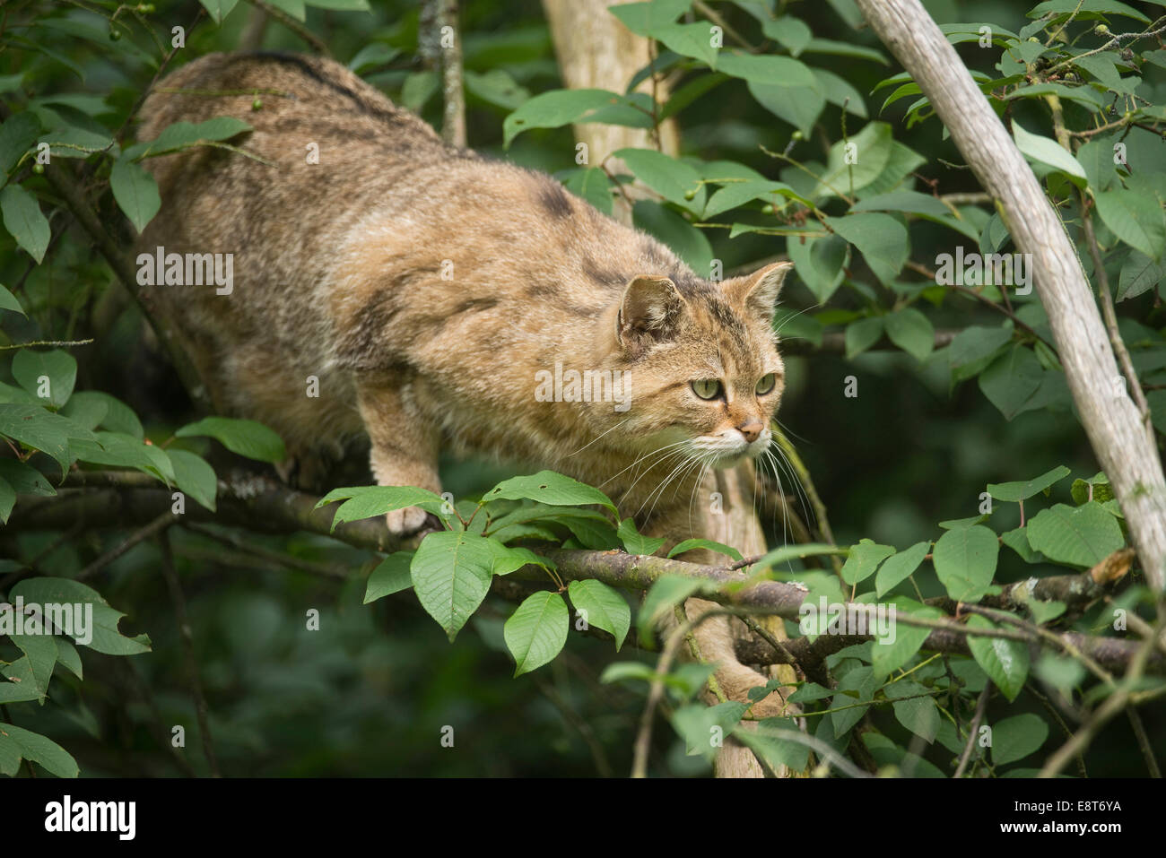 Europäische Wildkatze (Felis Silvestris) schleichen durch die Büsche, Gefangenschaft, Bayern, Deutschland Stockfoto