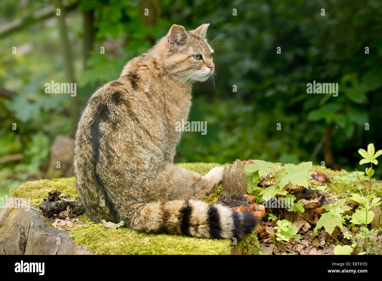 Europäische Wildkatze (Felis Silvestris) sitzt auf einem Baumstumpf, Gefangenschaft, Bayern, Deutschland Stockfoto