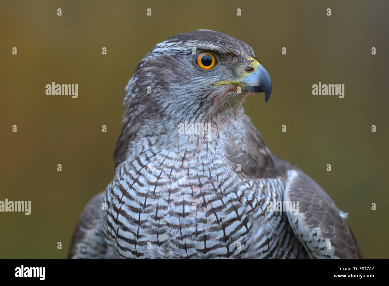Habicht (Accipiter Gentilis), Erwachsene Frau, Porträt, Biosphärenreservat Biosphärengebiet Schwäbische Alb, Baden-Württemberg Stockfoto
