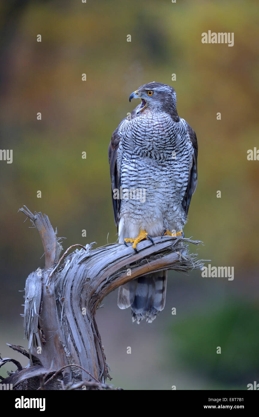 Habicht (Accipiter Gentilis), erwachsenes Weibchen aufrufen aus Barsch, Biosphärengebiet Schwäbische Alb-Biosphären-Reservat Stockfoto