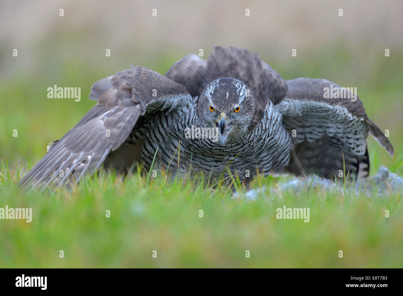 Habicht (Accipiter Gentilis), erwachsenes Weibchen deckt die Beute mit ihren Flügeln, Biosphärengebiet Schwäbische Alb-Biosphäre Stockfoto