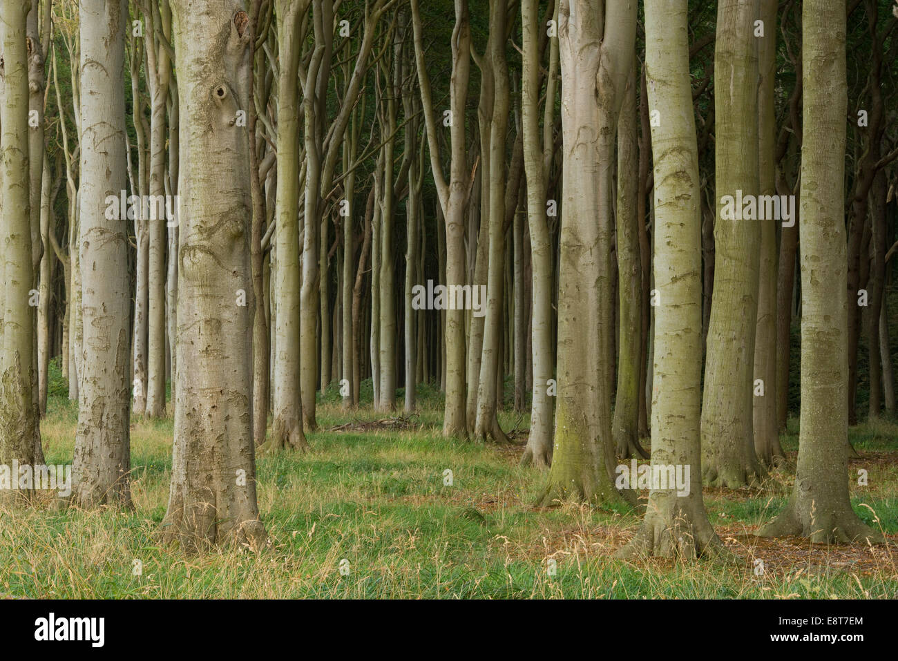 Gespensterwald, Buchenwald, Buche oder gemeinsame Rotbuchen (Fagus Sylvatica), Nienhagen, Mecklenburg-Vorpommern Stockfoto