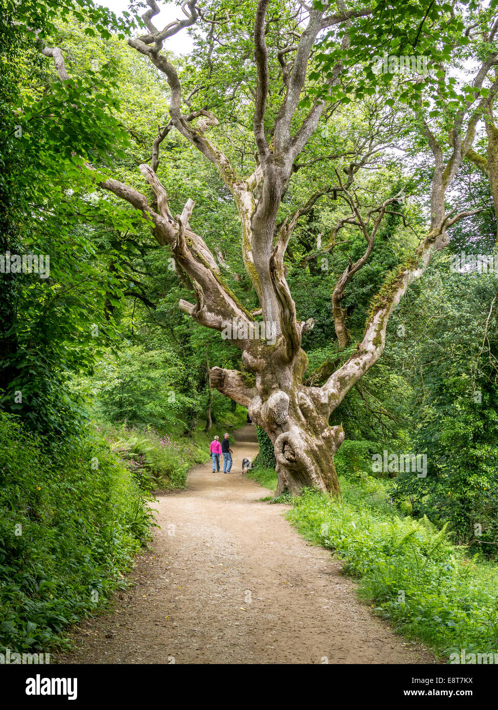 Alten knorrigen Baum in Lost Gardens of Heligan, Cornwall, England, Vereinigtes Königreich Stockfoto