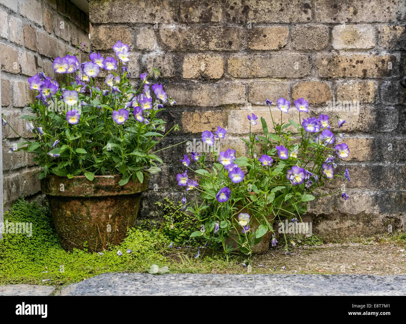 Garten Detail in Lost Gardens of Heligan, Cornwall, England, Vereinigtes Königreich Stockfoto