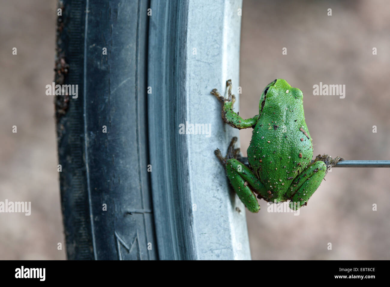 Europäischer Laubfrosch (Hyla Arborea) sitzt an der Speiche eines Fahrrades, Sachsen-Anhalt, Deutschland Stockfoto