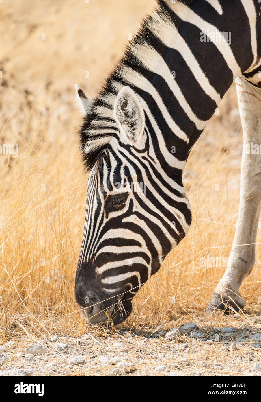 Ebenen Zebra (Equus Quagga), Etosha Nationalpark, Namibia Stockfoto