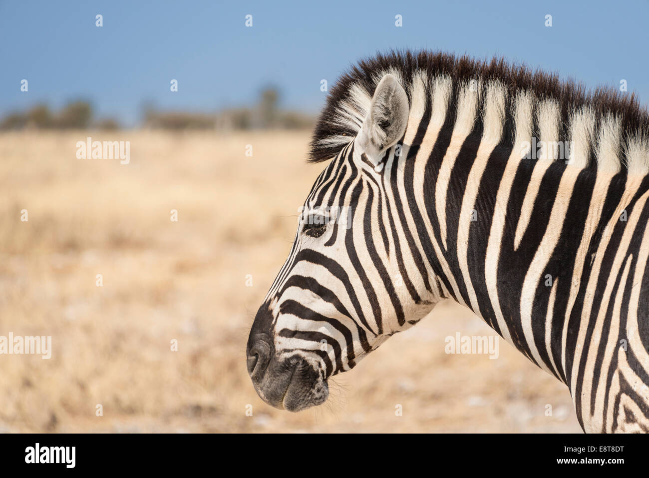 Ebenen Zebra (Equus Quagga), Etosha Nationalpark, Namibia Stockfoto