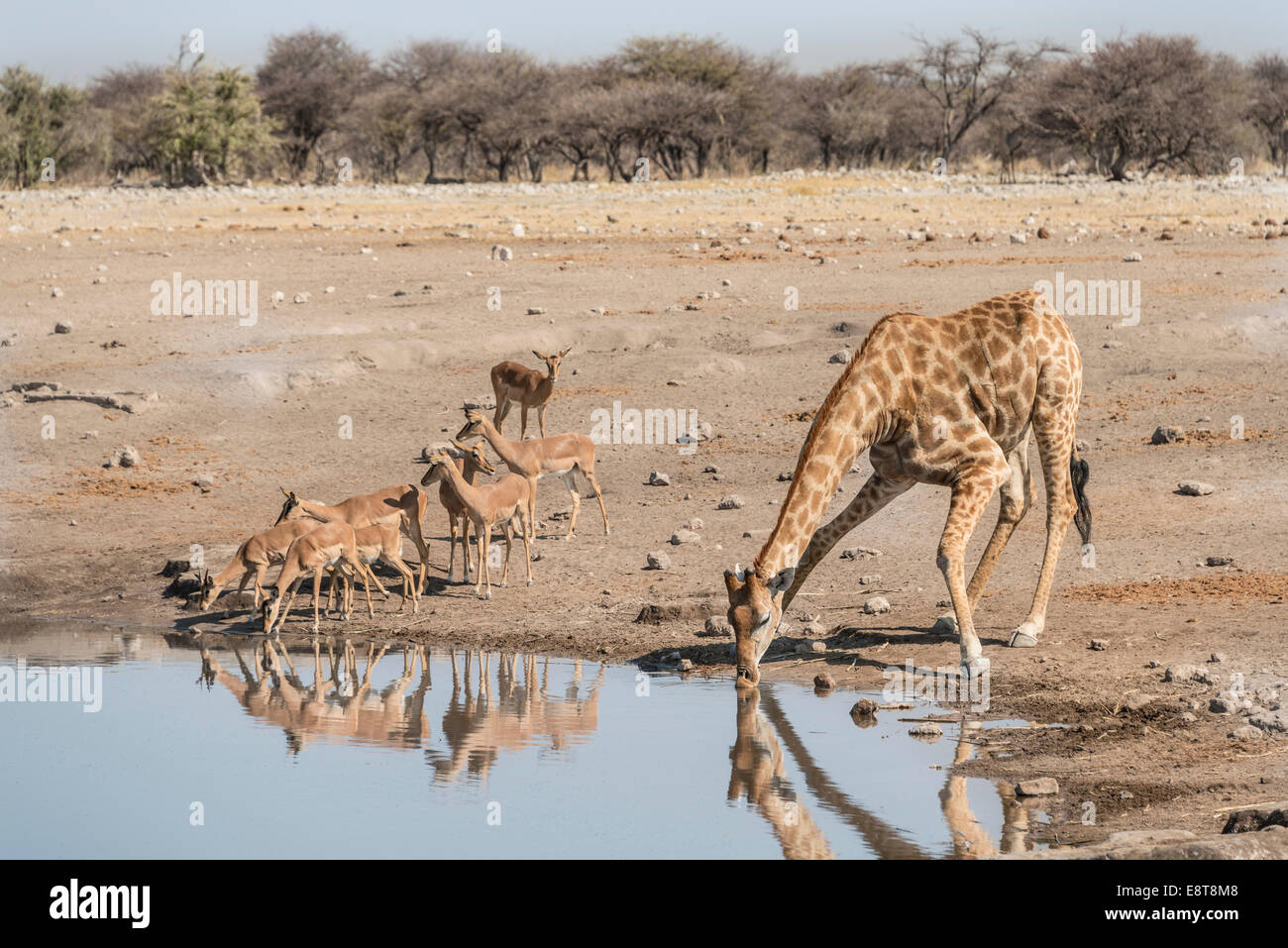 Giraffe (Giraffa Camelopardis) trinken am Wasserloch neben Gruppe von Black-faced Impalas (Aepyceros Melampus Petersi) Stockfoto