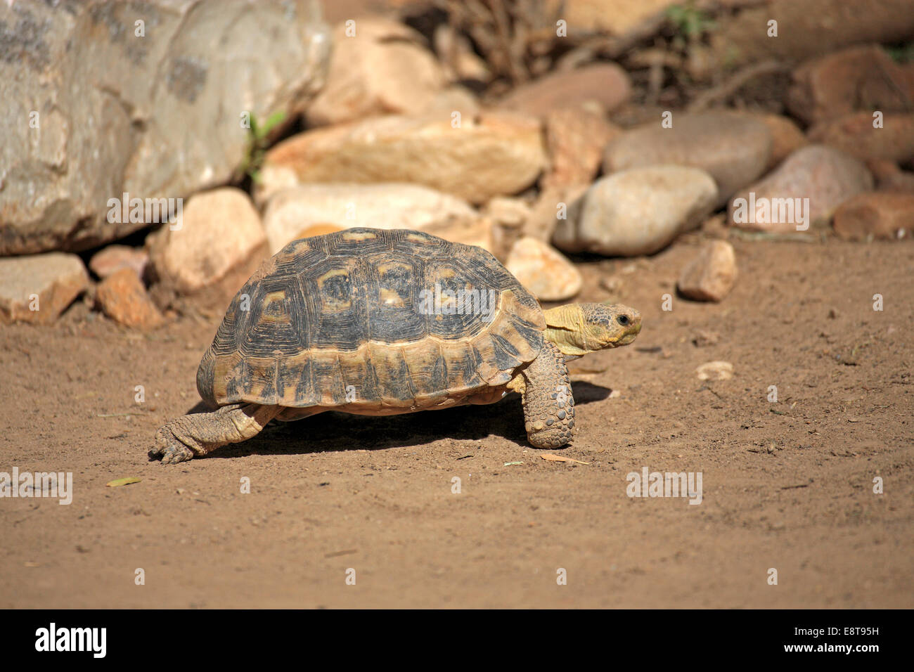 South African Bugspriet Schildkröte oder Angulate Tortoise (Chersina Angulata), Erwachsener, Addo Elephant National Park, Eastern Cape Stockfoto