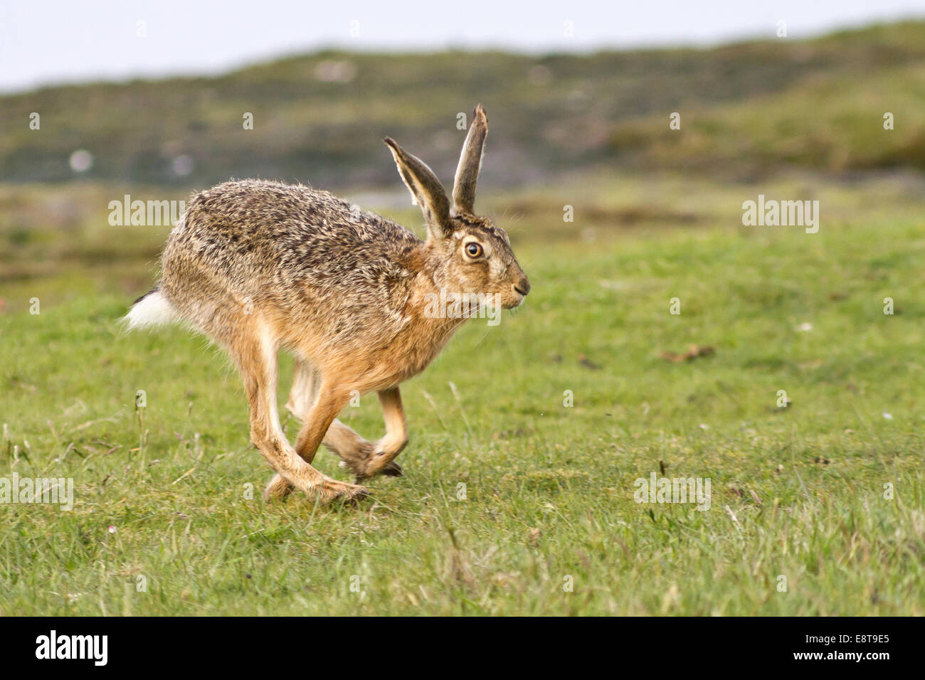 Feldhase (Lepus Europaeus) ausgeführt, Nordhessen, Hessen, Deutschland Stockfoto