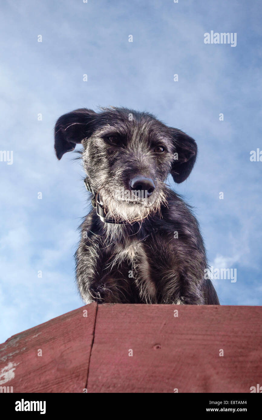 Ein grob beschichteter grauer lurcher-Hund steht auf einem Schuppendach (GB) Stockfoto