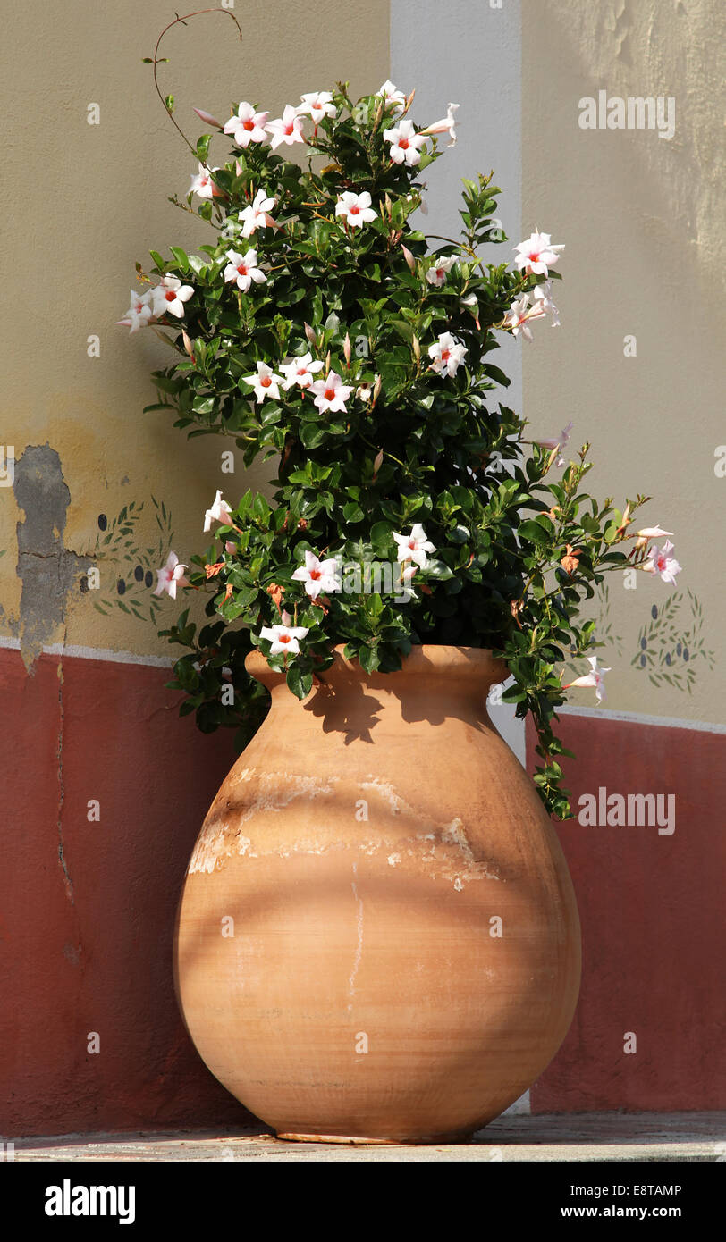 Blumen in einem Steinguttopf.die französische Riviera. Mittelmeer Stockfoto