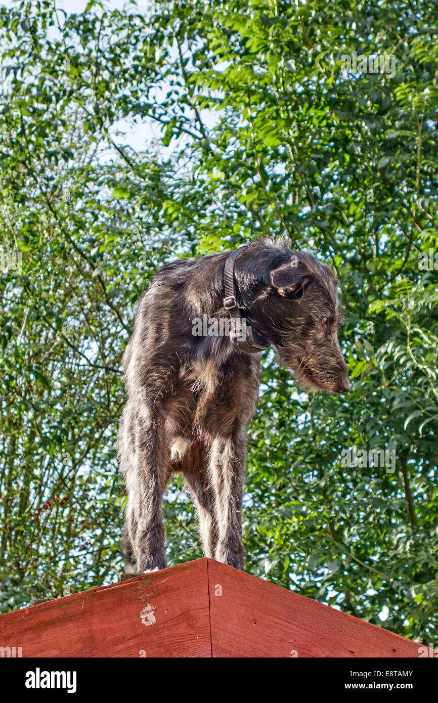 Ein lurcher Hund trägt ein PAC elektronische Hund Hundehalsband beim Stehen auf dem Dach eines Gartenhaus Stockfoto