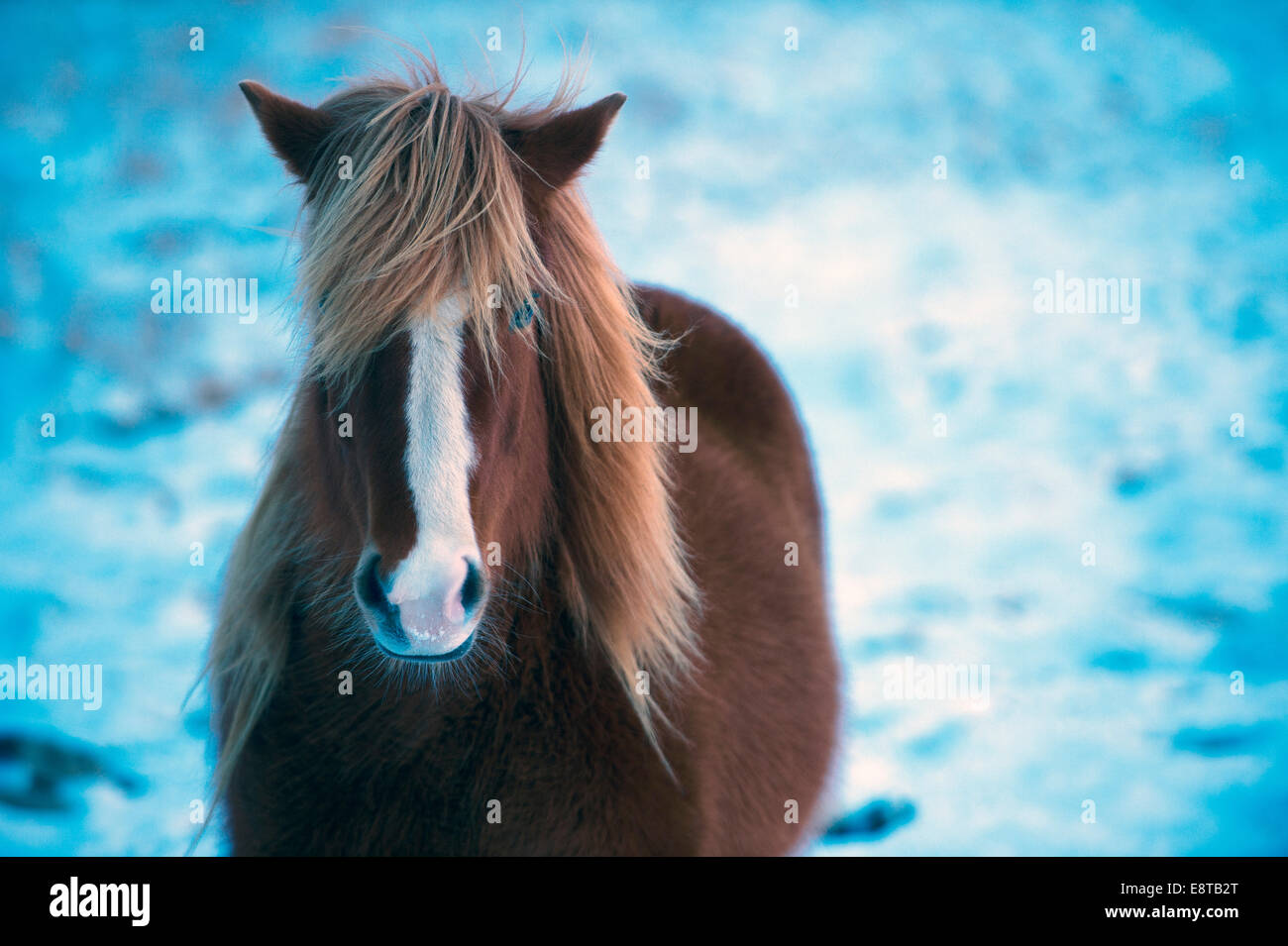 Pferd stehend in schneebedecktes Feld Stockfoto