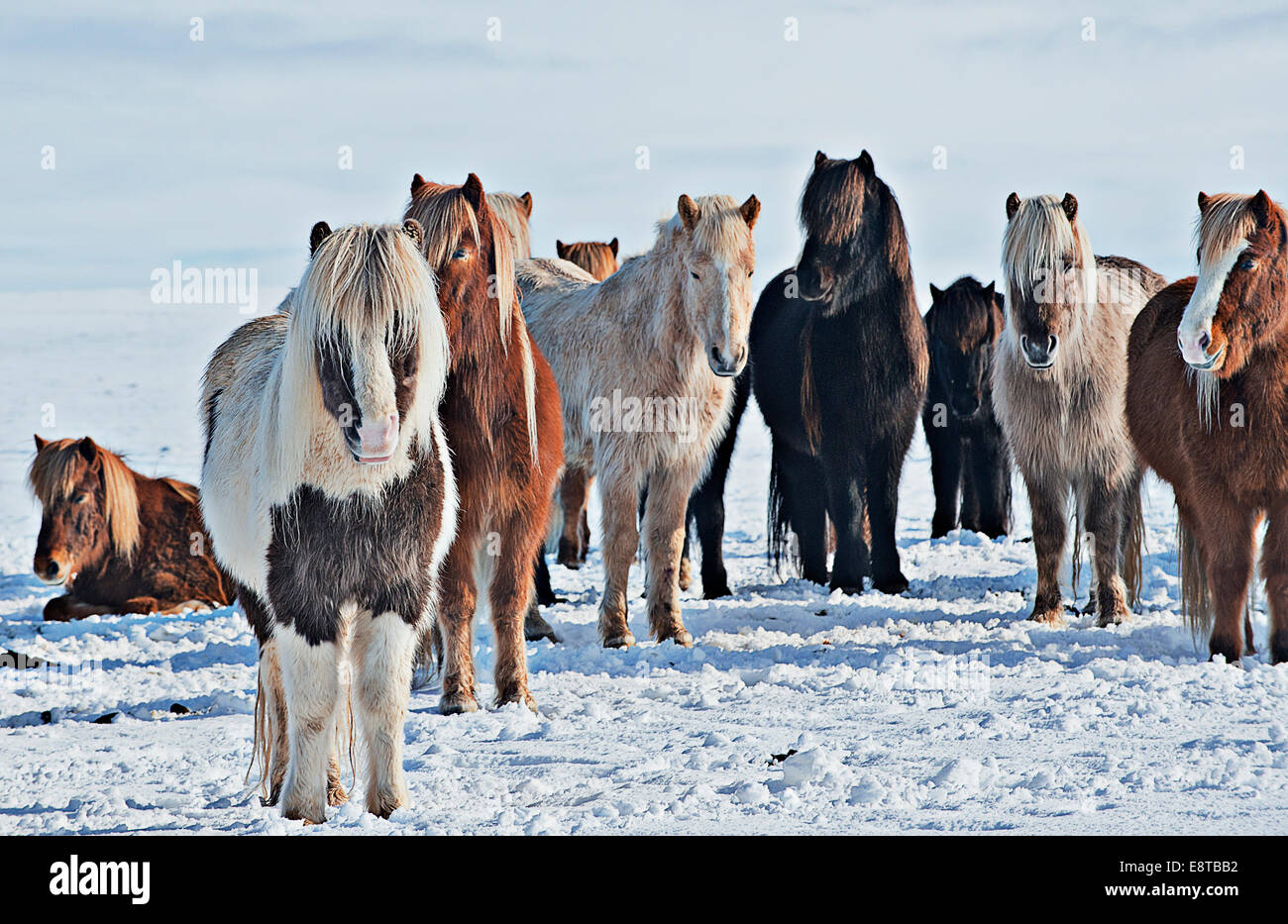 Pferde stehen in schneebedecktes Feld Stockfoto