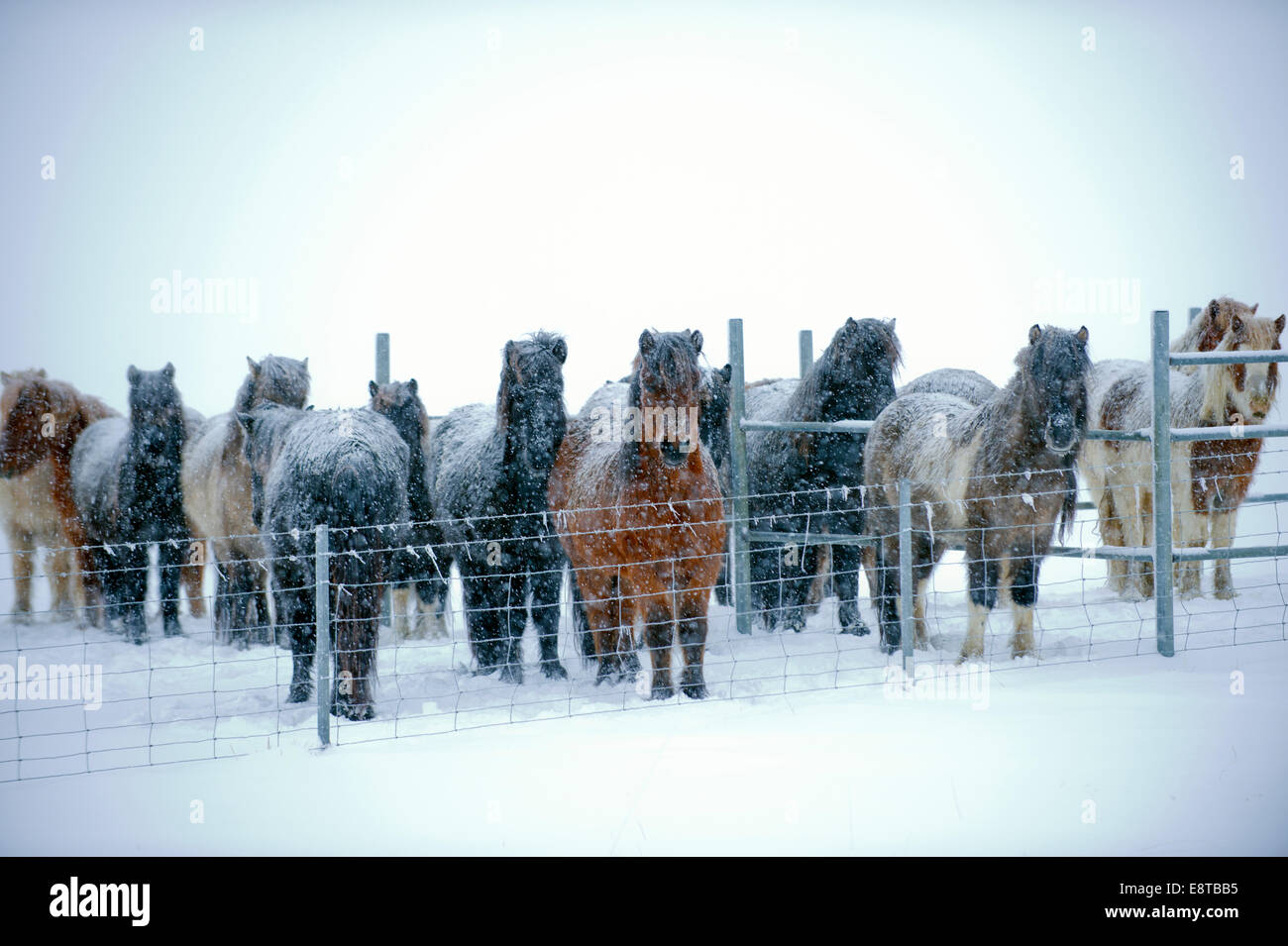 Pferde stehen im verschneiten Stift Stockfoto