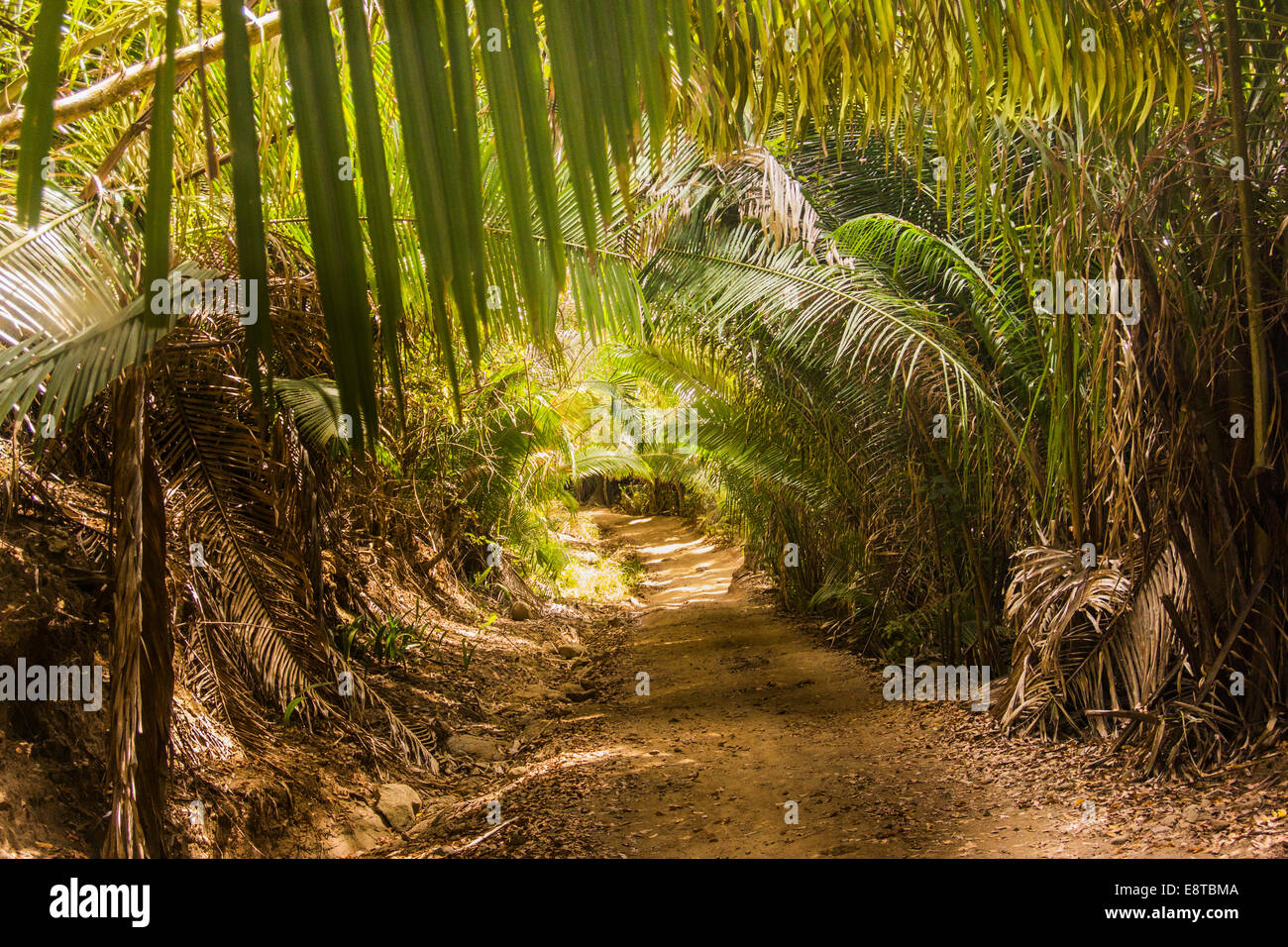 Feldweg in üppigen Wald Stockfoto