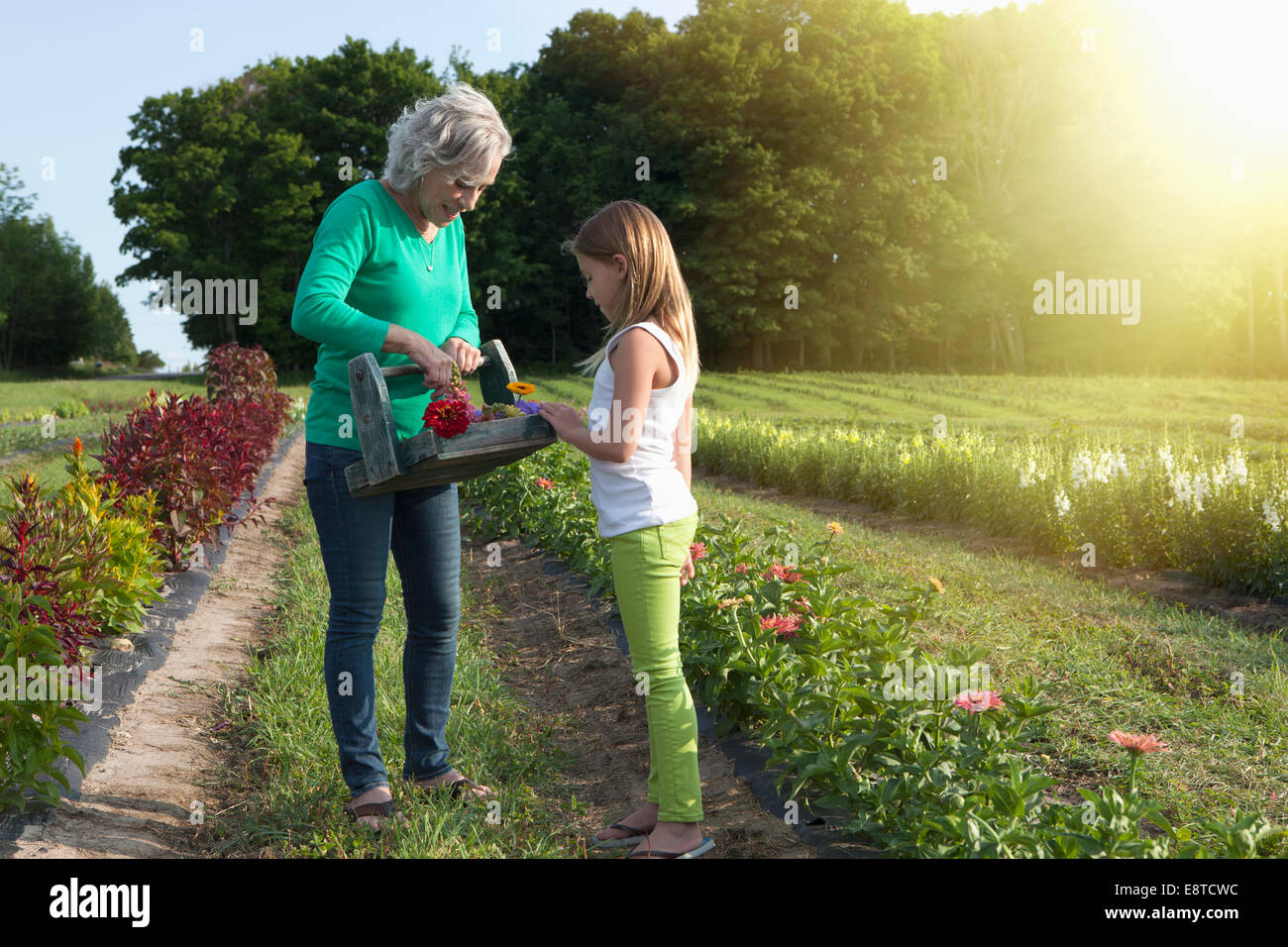 Kaukasische Großmutter und Enkelin Blumenpflücken auf Bauernhof Stockfoto