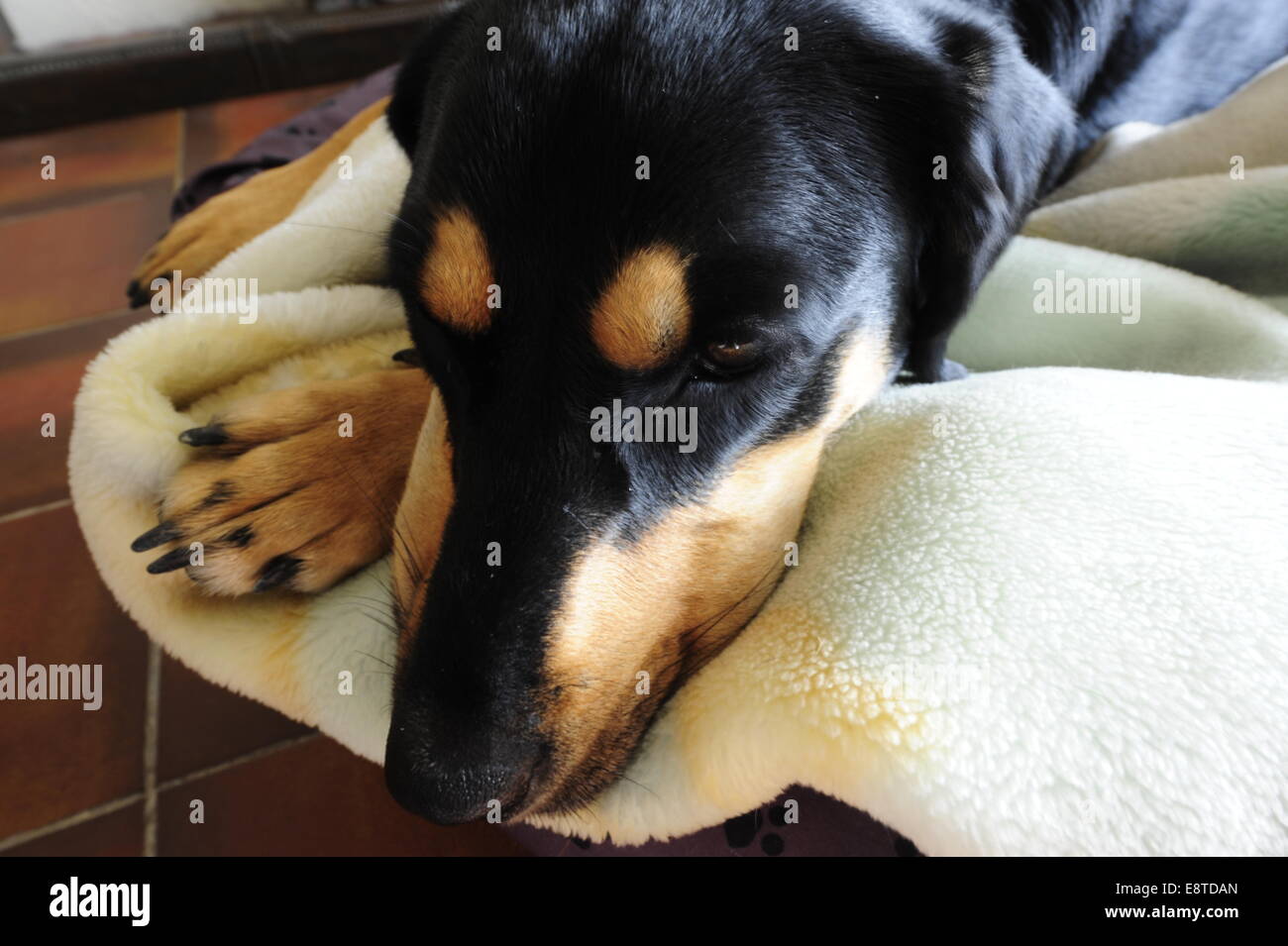 Ein Black And Tan-Hund auf Bett liegend Stockfoto