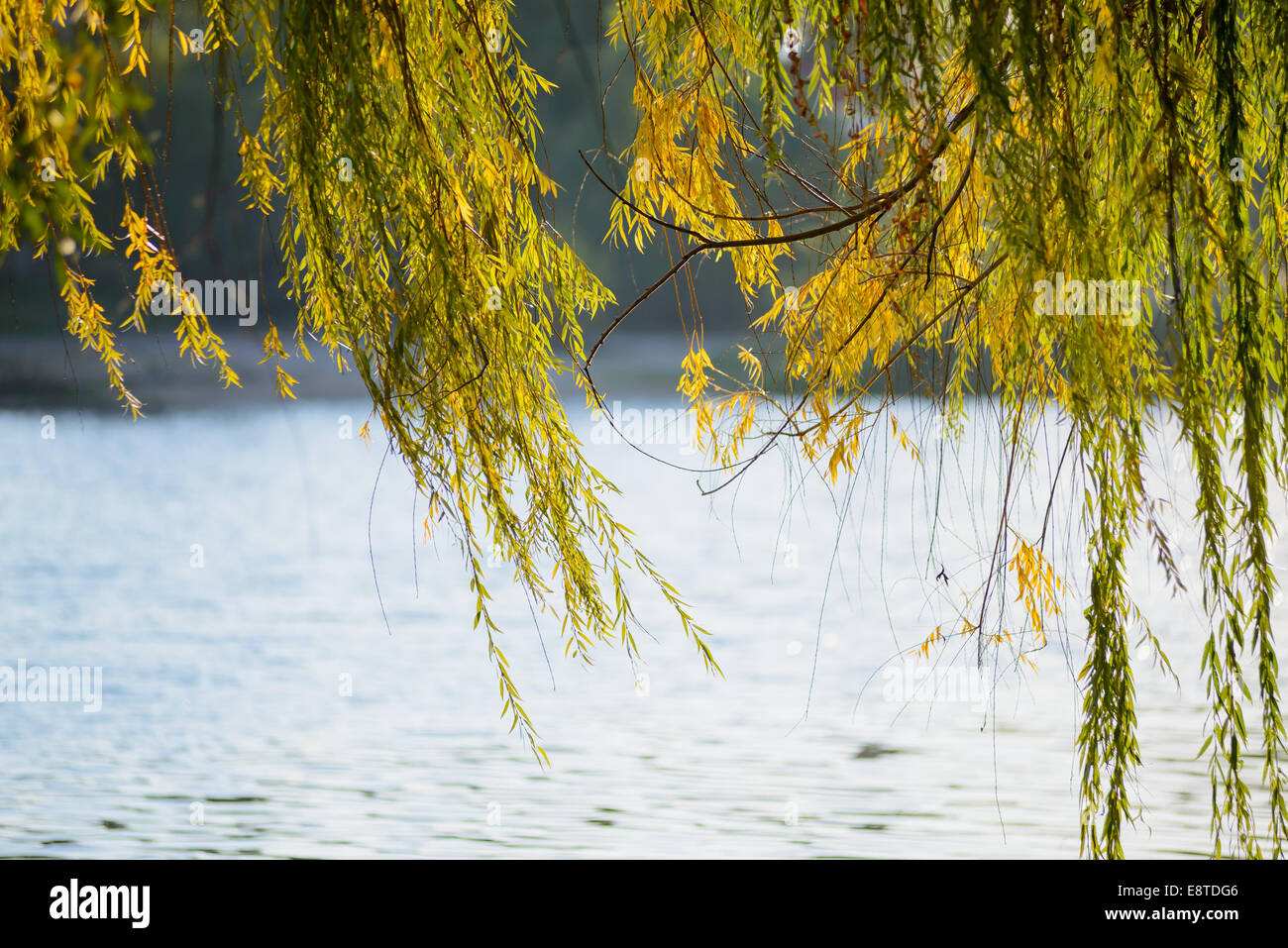 Zweige der Trauerweide nahe dem See im Herbst werden durch den Wind bewegt. Stockfoto