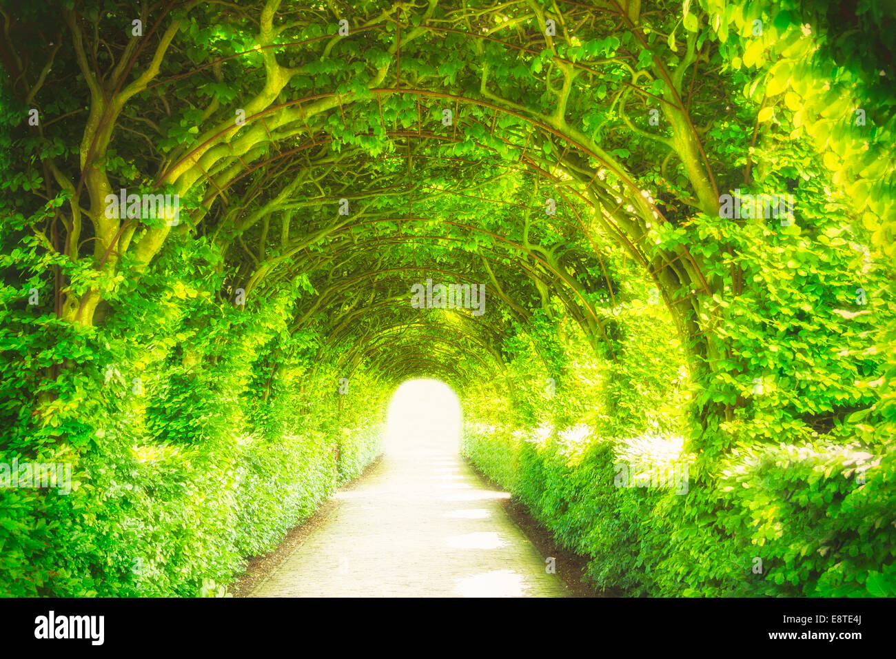 Licht am Ende eines Tunnels Baum Stockfoto