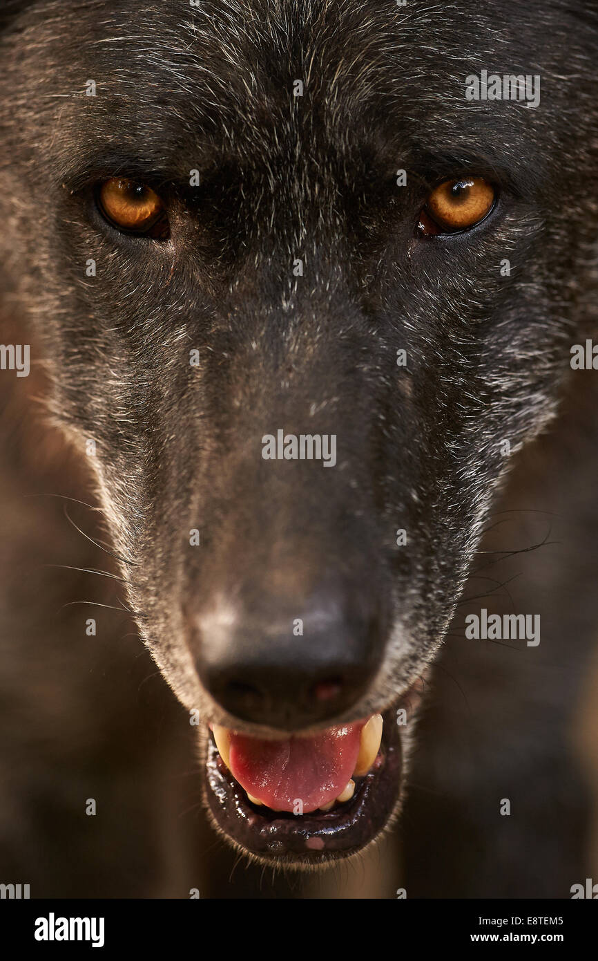 Die schwarz eingefärbten Gray Wolf oder graue Wolf (Canis Lupus) Stockfoto