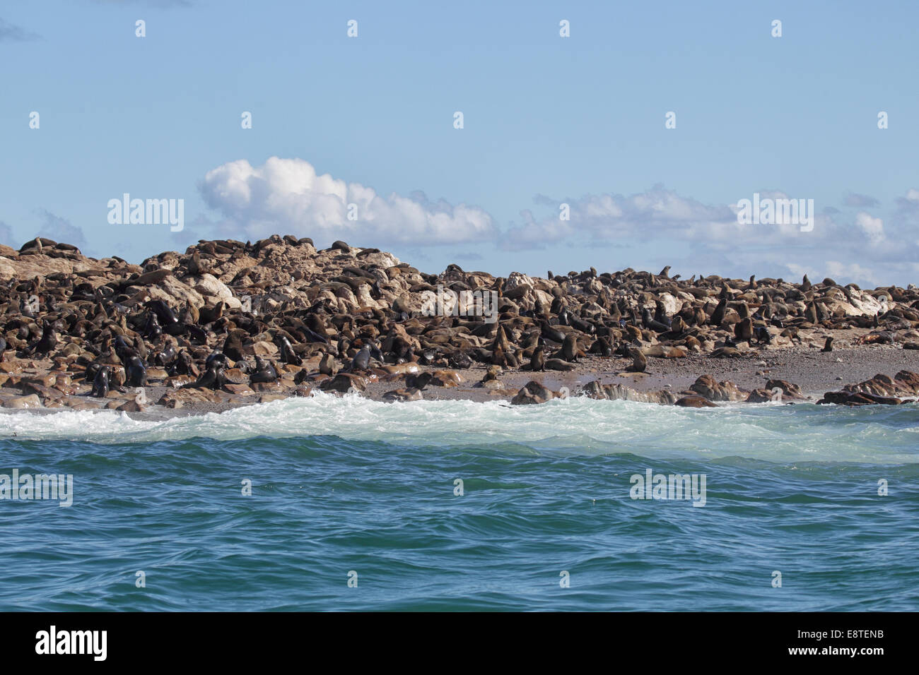 Colonie von Cape Seebären (Arctocephalus percivali) auf Geyser Rock, in der Nähe von Dyer Island in der Nähe von Gansbaai, Südafrika. Stockfoto