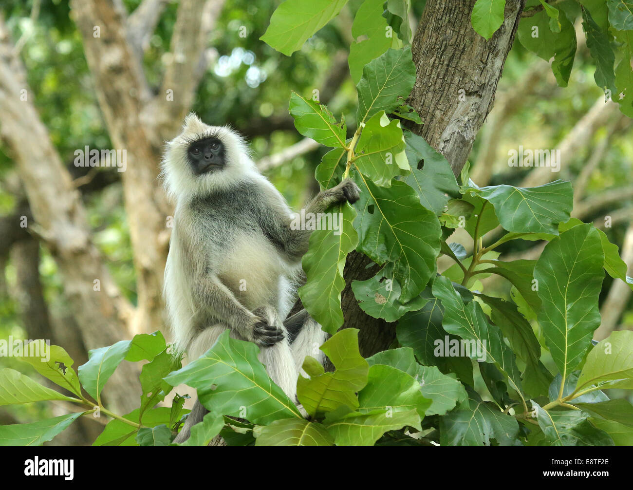 Hanuman-Languren oder gemeinsame Languren Stockfoto