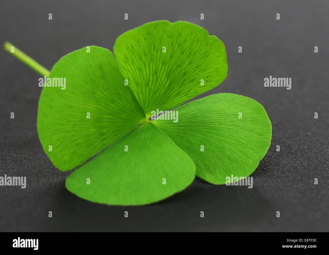 Vier Kleeblatt Blatt auf graue Oberfläche Stockfoto