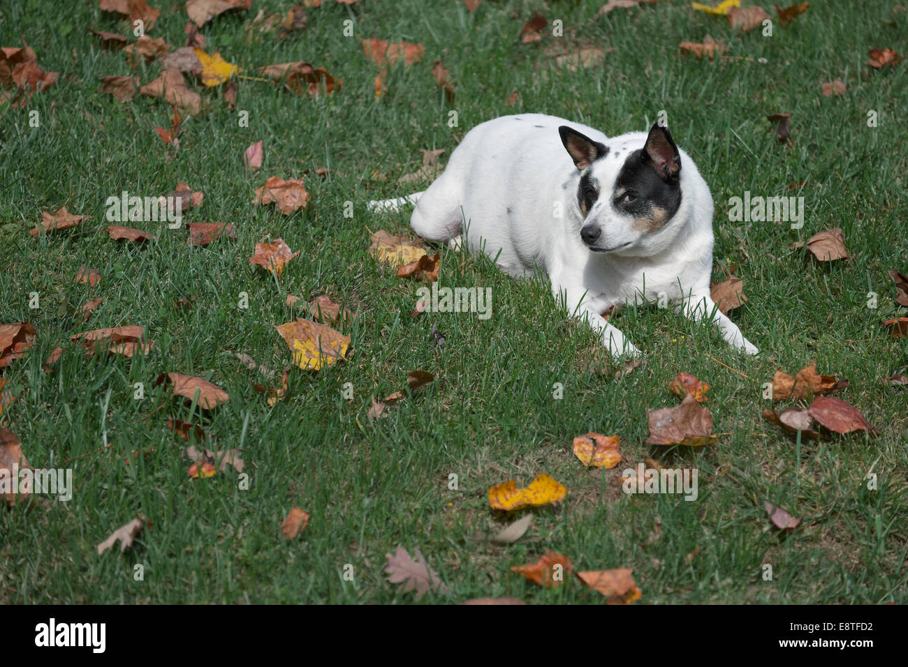 Fette Ratte Terrier Hund draußen Gras mit Herbst Blätter rund um Stockfoto