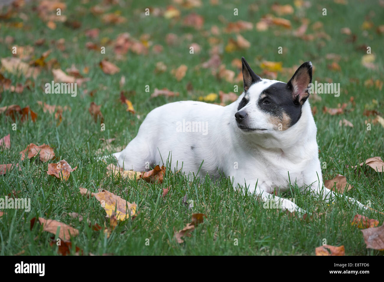 Fette Ratte Terrier Hund draußen Gras mit Herbst Blätter rund um Stockfoto