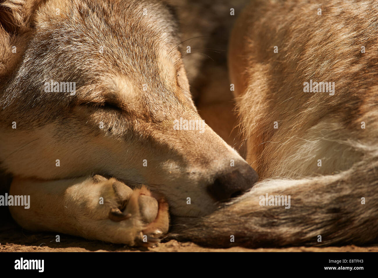 Eine schlafende grauer Wolf oder grau wolf (Canis Lupus) Stockfoto