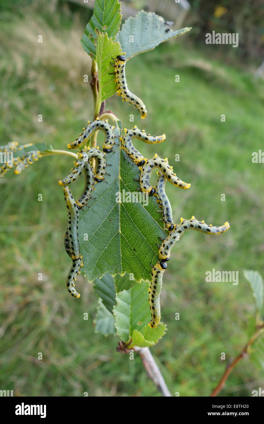 Altrosa Birke Blattwespen, Craesus Latitarsus, Larven auf die Blätter an einem Baum junge Erle Alnus Glutinosus, Berkshire, September Stockfoto