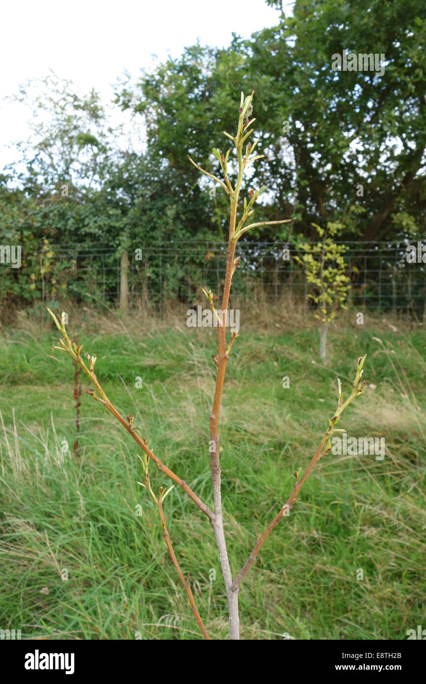 Schäden, die durch düsteren Birke Blattwespen, Craesus Latitarsus, Larven, die Blätter an einem Baum junge Erle, Alnus Glutinosus, Berkshire Stockfoto
