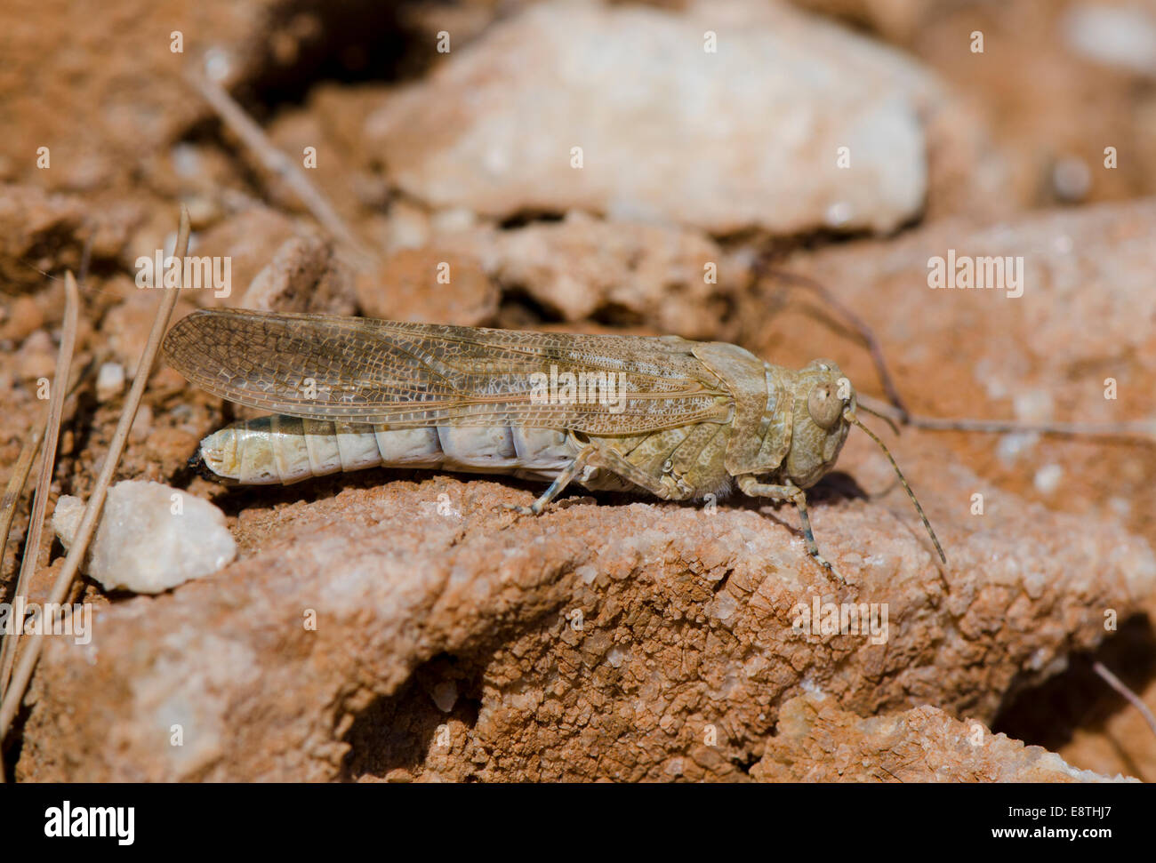 Ägyptische Grasshopper, Anacridium Aegyptium in Andalusien, Spanien. Stockfoto