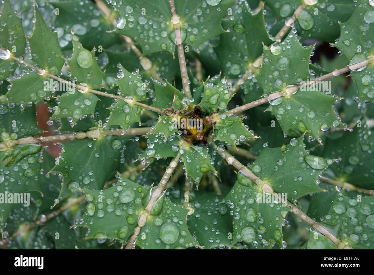 Regen Wassertropfen verschmolzen auf den Wasser abweisend Blättern von Mahonia x Media 'Winter Sun' Garten Strauch im Herbst Stockfoto