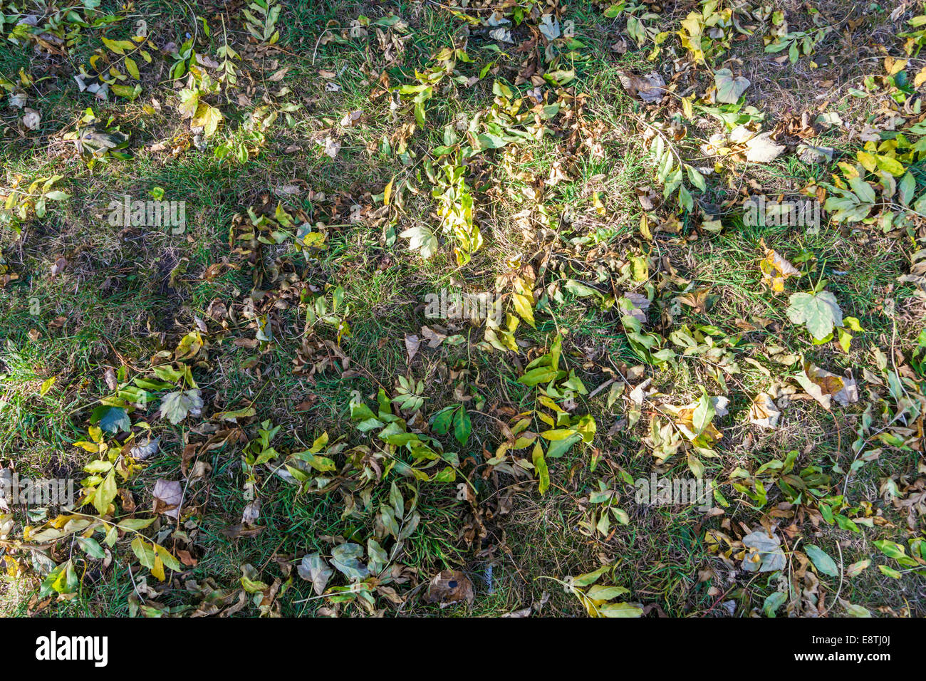 Laub auf dem Rasen im Herbst, England, Großbritannien Stockfoto