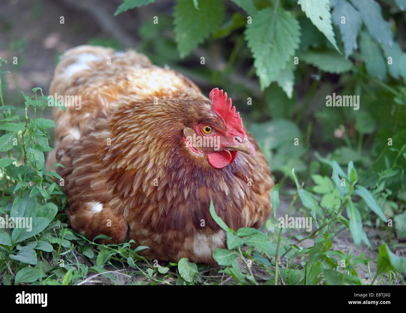 freilaufenden Hühner. Nahaufnahme Stockfoto