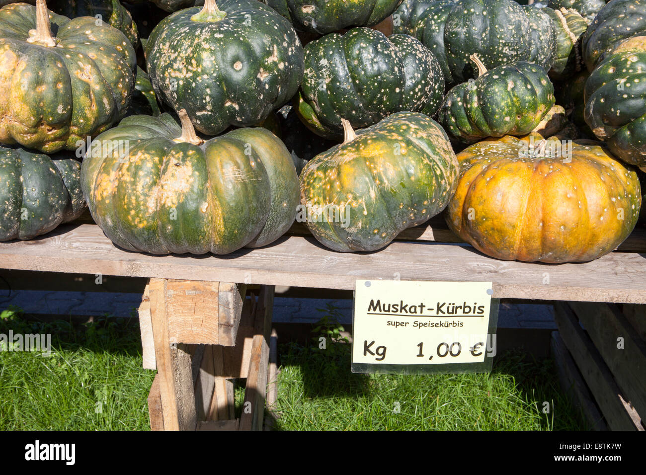 Moschus Kürbis (Cucurbita Moschata), Muskat de Provence, Muskatkürbis, Moschuss-Kürbis (Cucurbita Moschata) Stockfoto