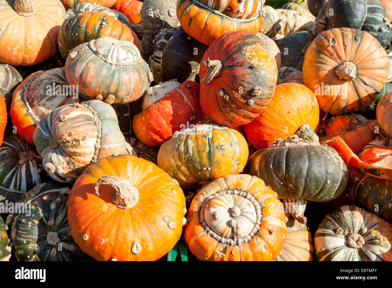 Turk Turban Kürbis (Cucurbita Maxima) Stockfoto