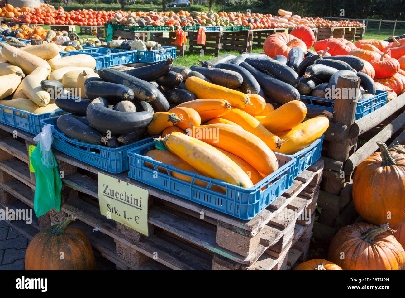 verschiedene Zucchini und Kürbisse, Kürbisse, zu verkaufen, Deutschland, Europa Stockfoto