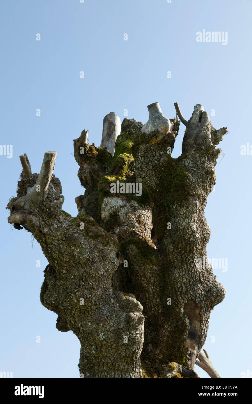 Stumpf in Hintergrundtextur Natur hautnah Stockfoto