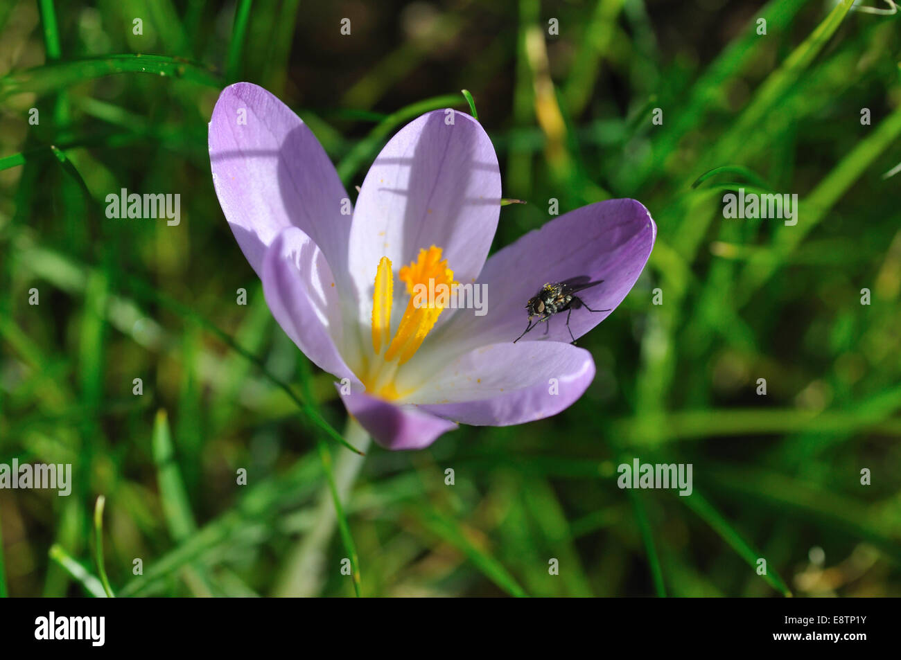 Crocus Tommasinianus Stockfoto