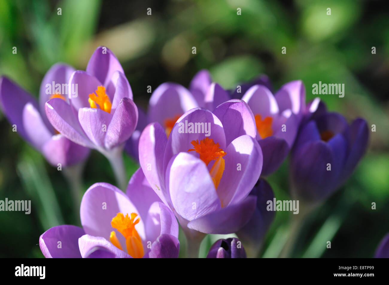 Crocus Tommasinianus Stockfoto