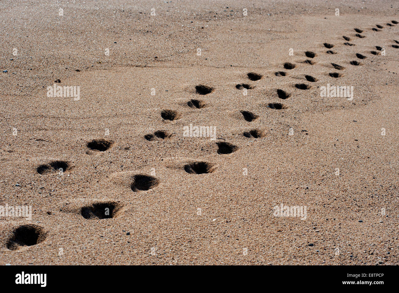 Spanien-Katalonien. Platja d ' Aro an der Costa Brava. September 2014 druckt Fuß in den Sand. Stockfoto